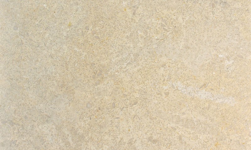 seashell-limestone-tile